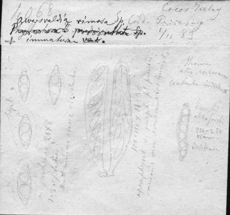 dibujo de Auerswaldia rimosa Speg.