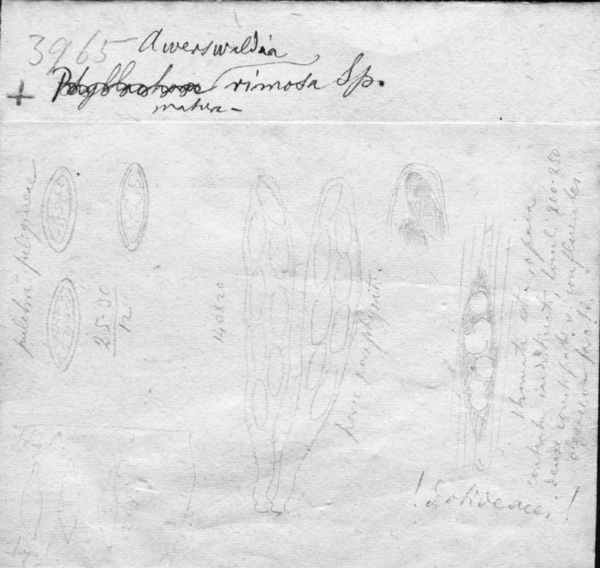 dibujo de Auerswaldia rimosa Speg.