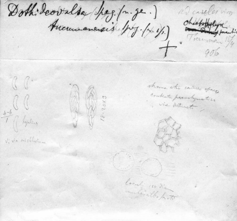 dibujo de Dothideovalsa tucumanensis Speg.