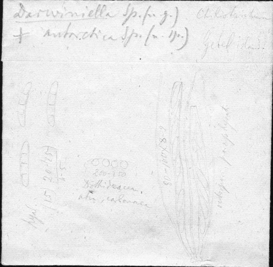 dibujo de Darwiniella antarctica Speg.