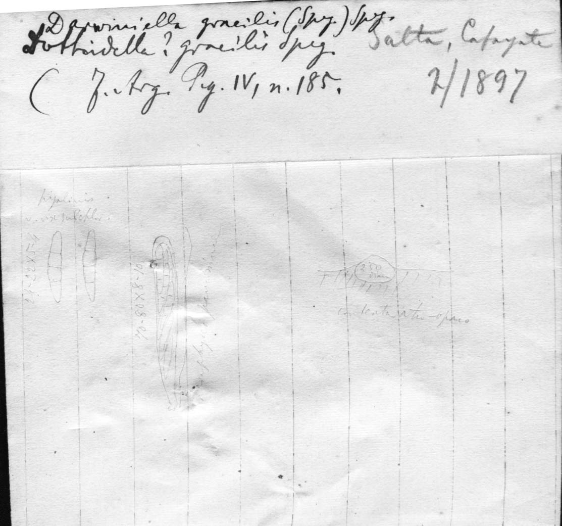 dibujo de Darwiniella gracilis (Speg.) Speg.