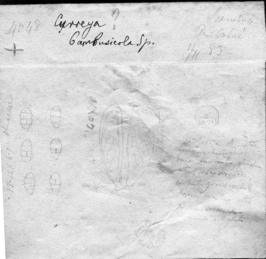 dibujo de Curreya bambusicola Speg.