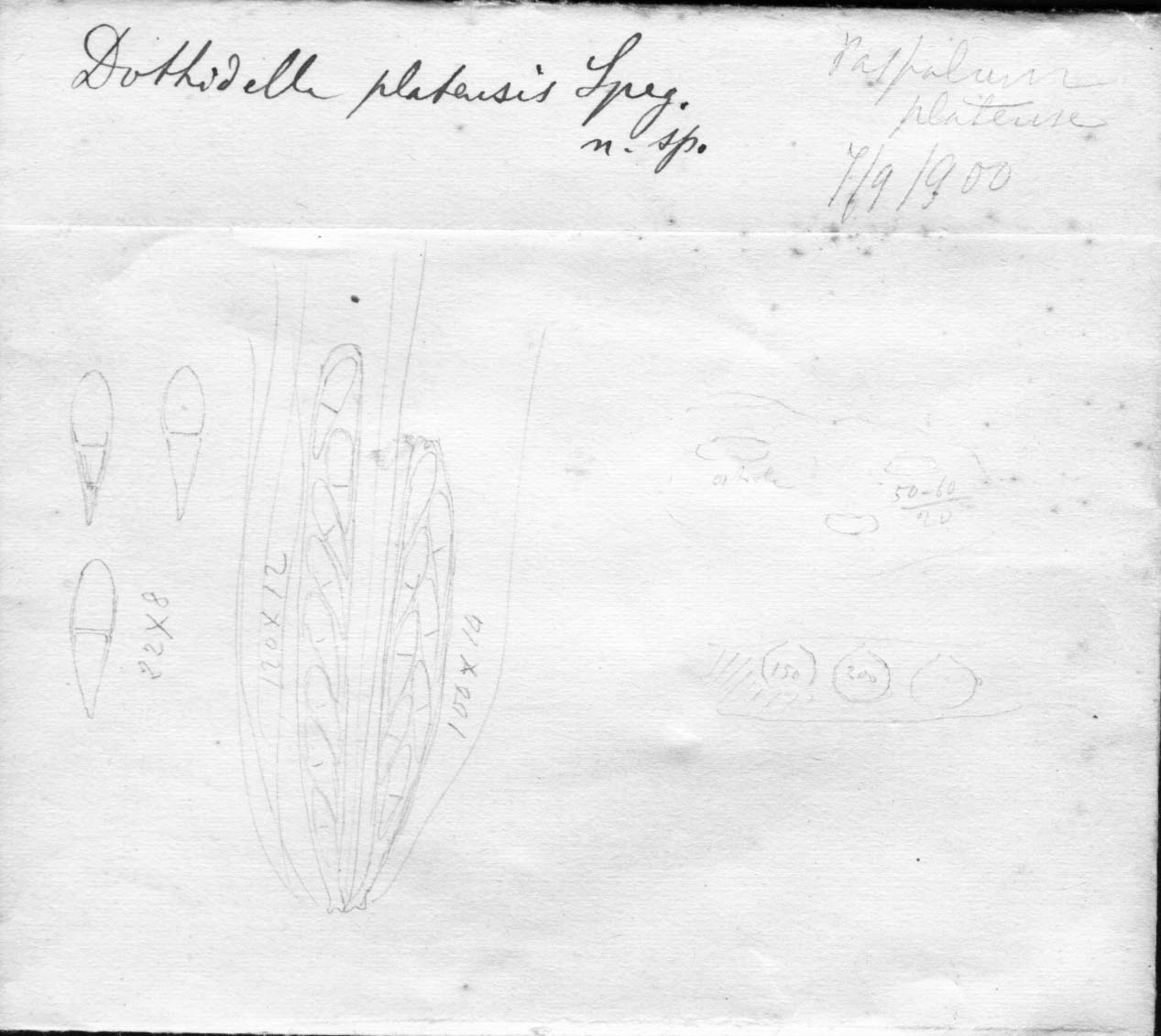 dibujo de Dothidella platensis Speg.