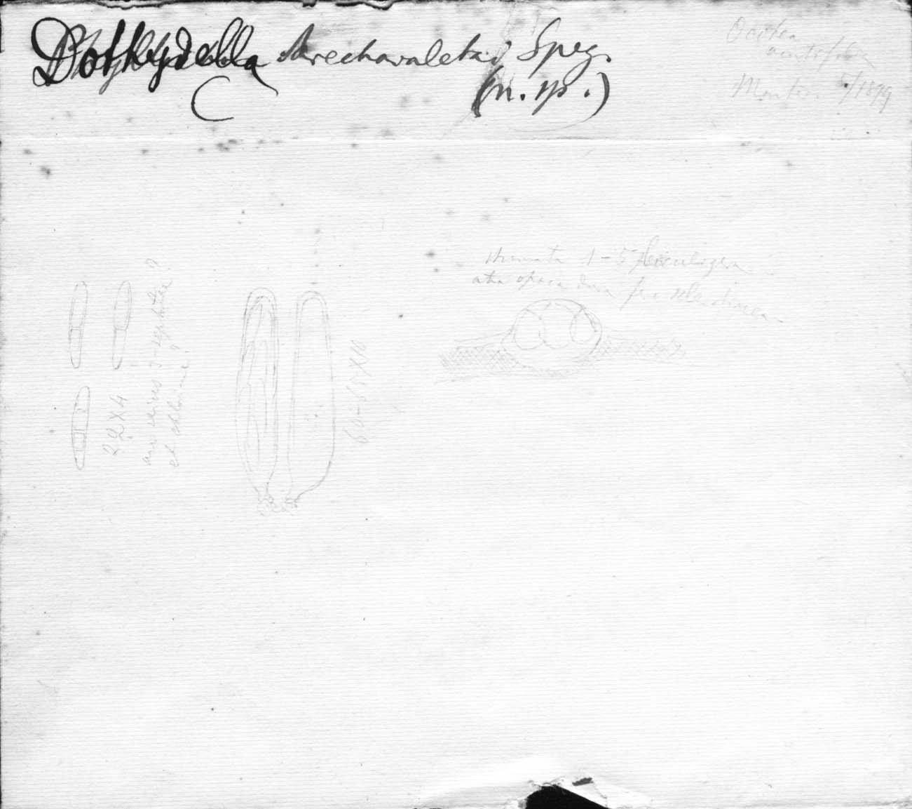 drawing of Dothidella arechavaletae Speg.