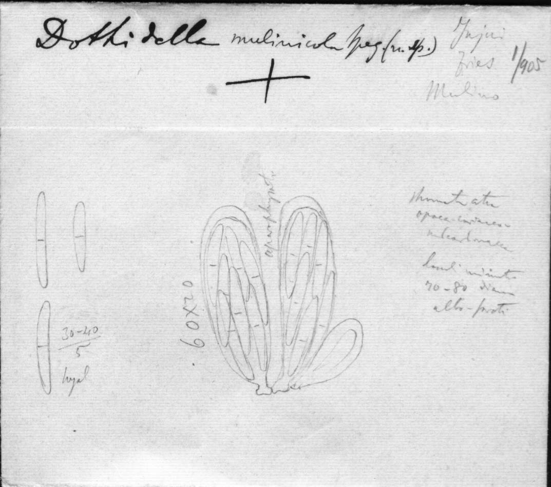 dibujo de Dothidella mulinicola Speg.