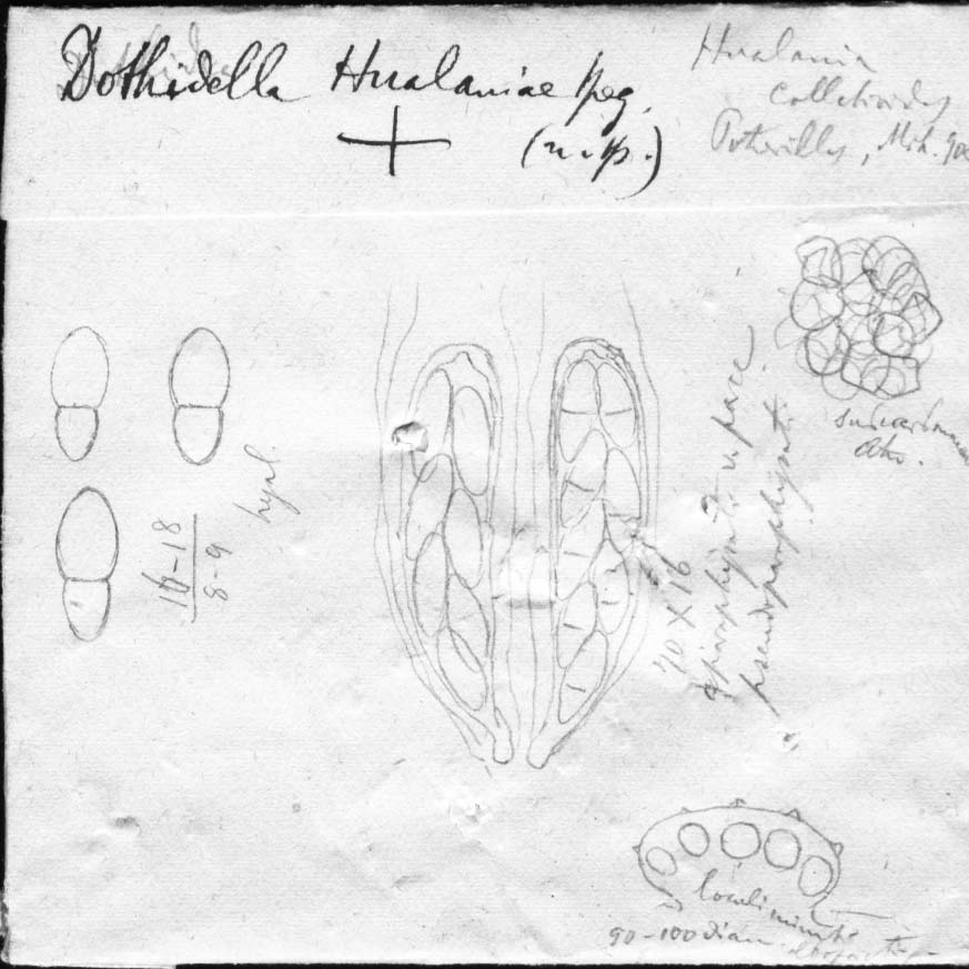 dibujo de Dothidella hualaniae Speg.