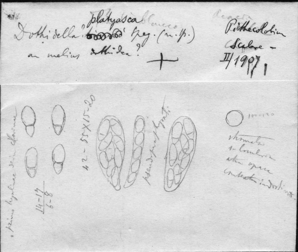 dibujo de Dothidella platyasca Speg.