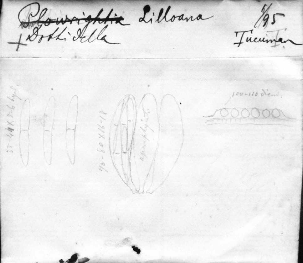 dibujo de Dothidella lilloana Speg.