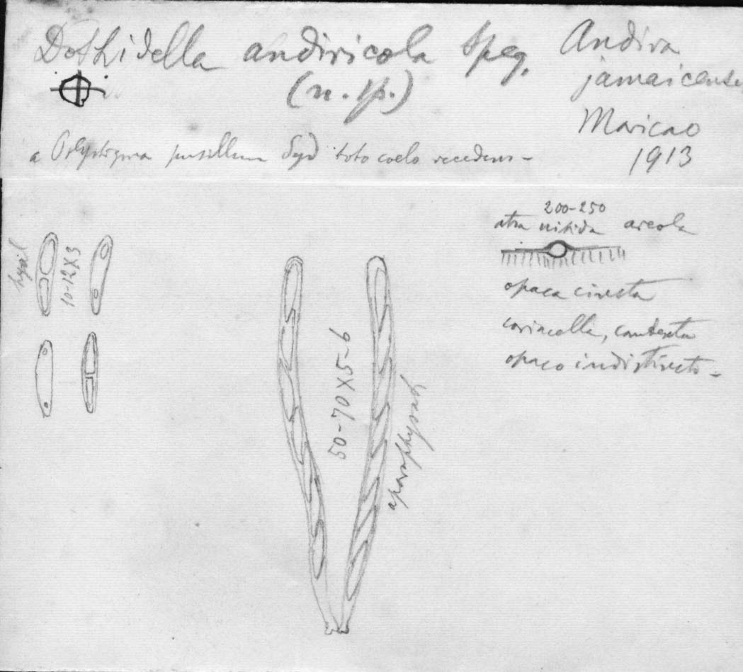 dibujo de Dothidella andiricola Speg.