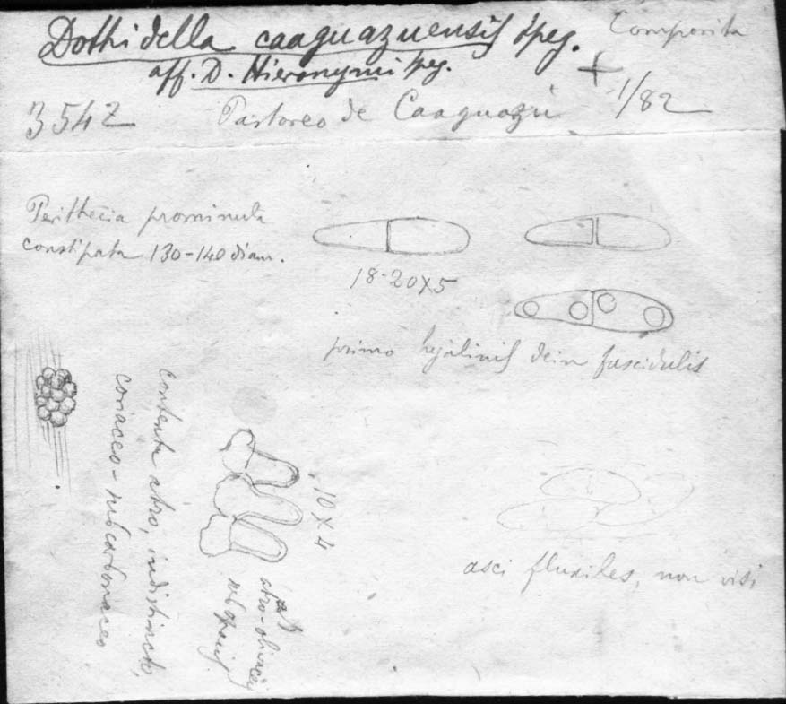 dibujo de Dothidella caaguazuensis Speg.