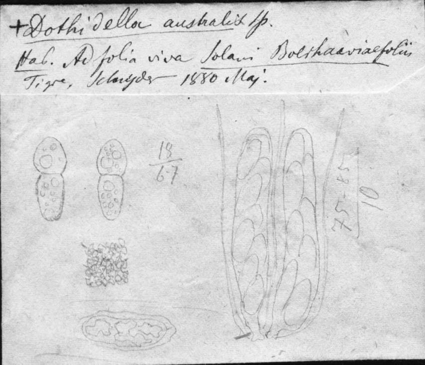 dibujo de Dothidella australis Speg.