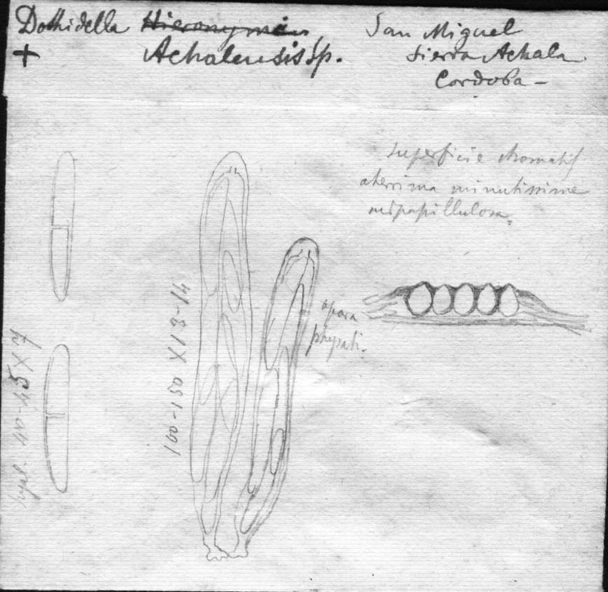 dibujo de Dothidella achalensis Speg.