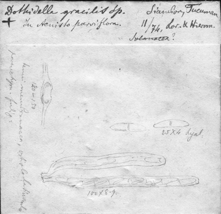 dibujo de Dothidella gracilis Speg.