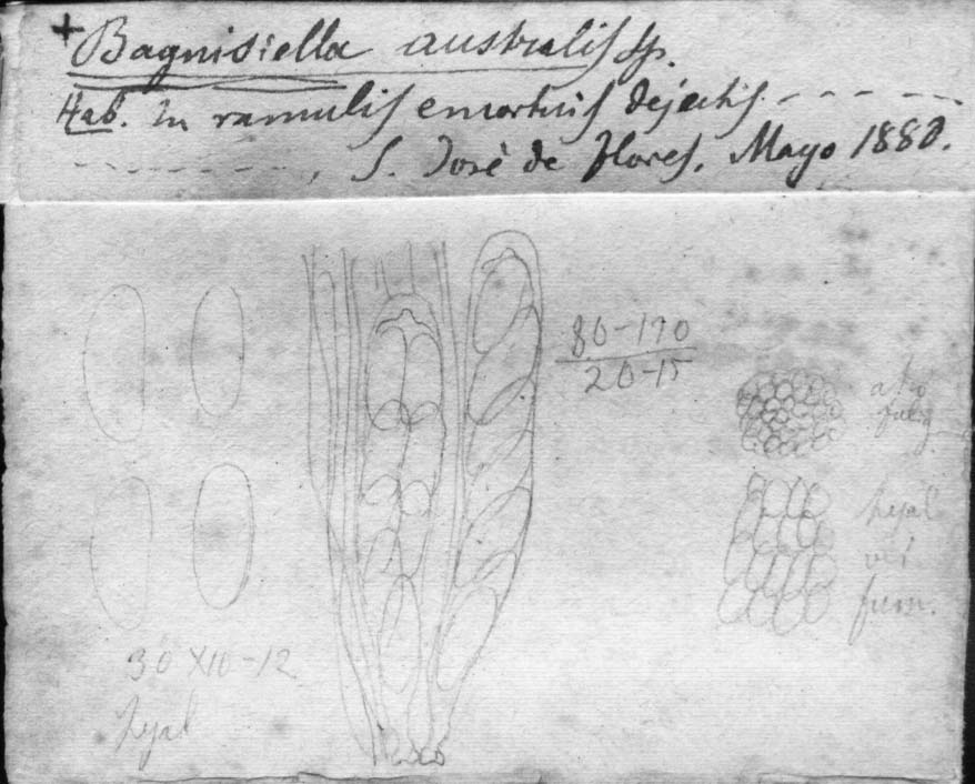 dibujo de Bagnisiella australis Speg.