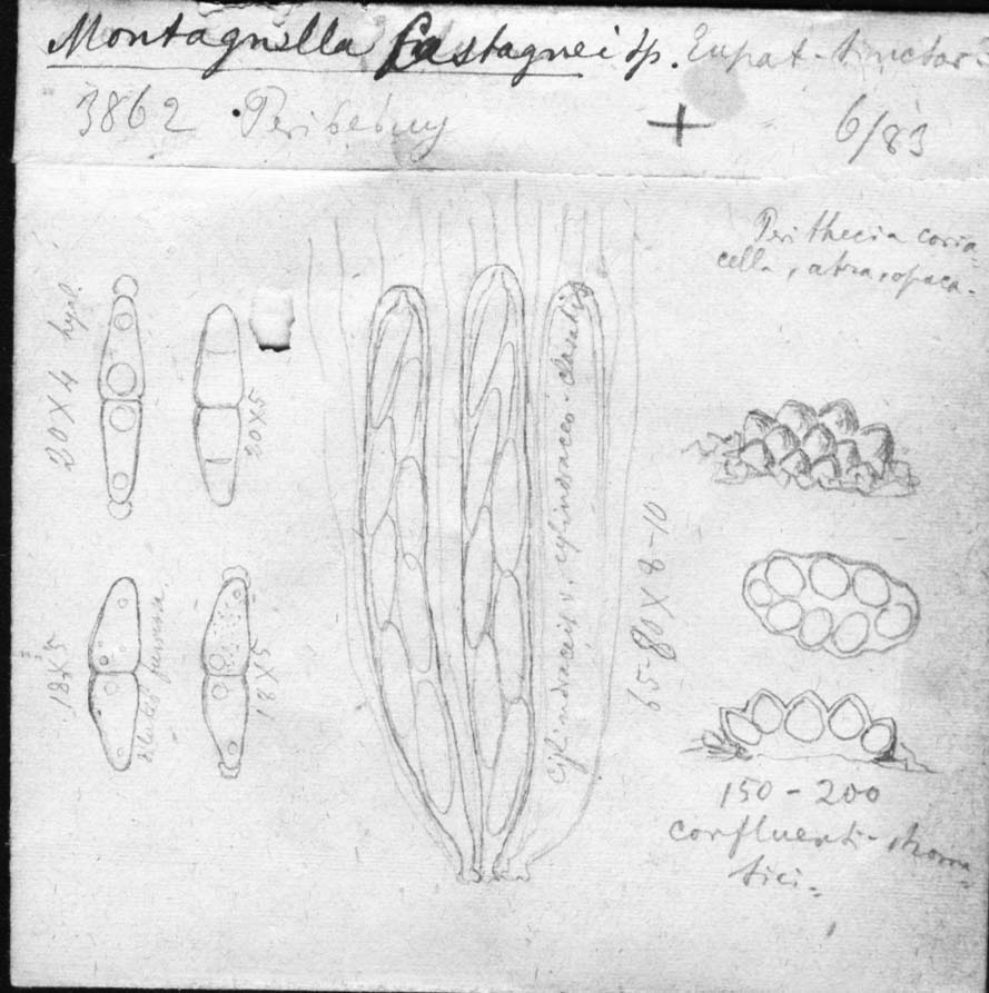 dibujo de Montagnella castagnei Speg.