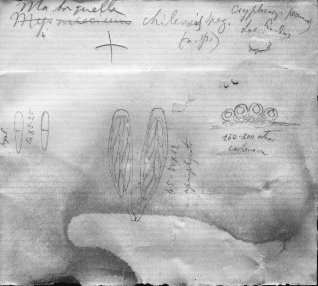 dibujo de Montagnella chilensis Speg.