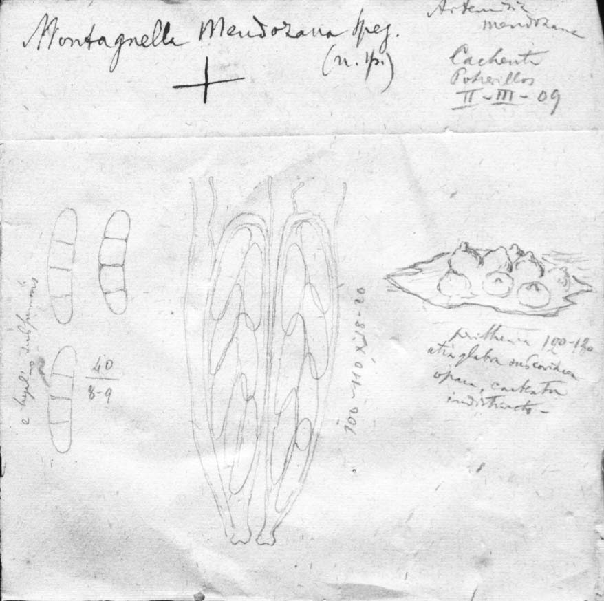 dibujo de Montagnella mendozana Speg.