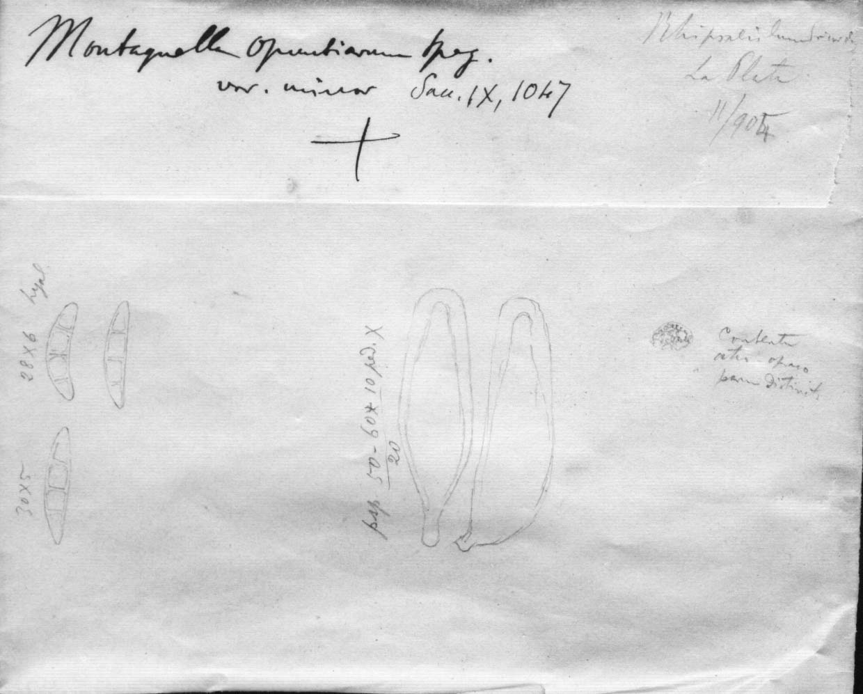 dibujo de Montagnella opuntiarum var. minor Speg.