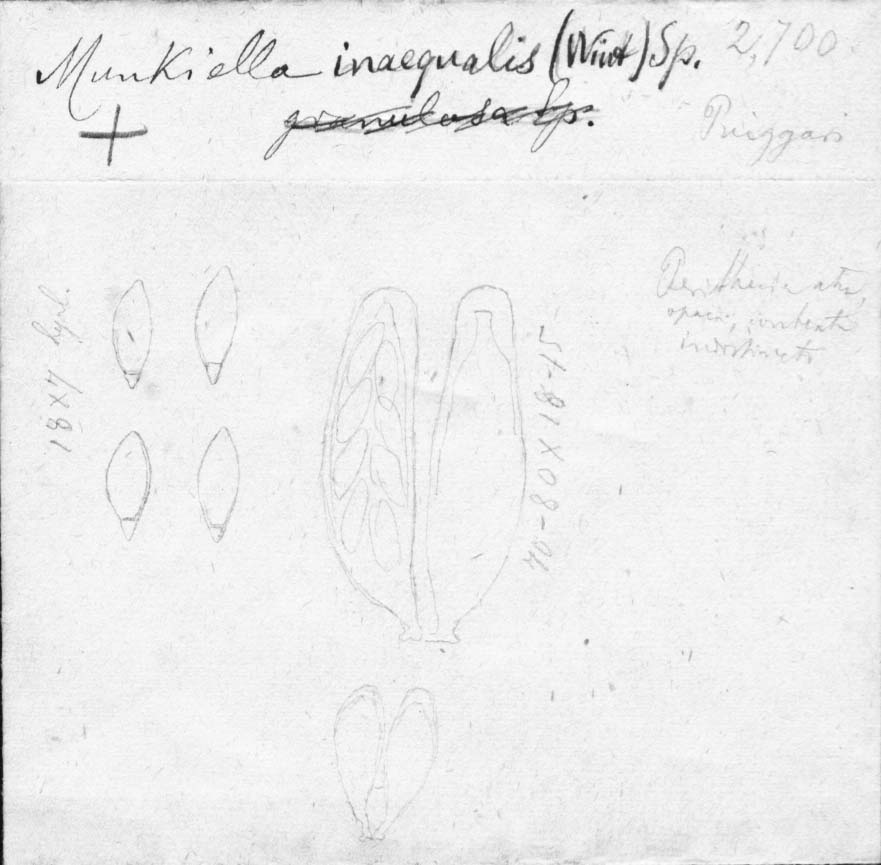 dibujo de Munkiella inaequalis (G. Winter) Speg.