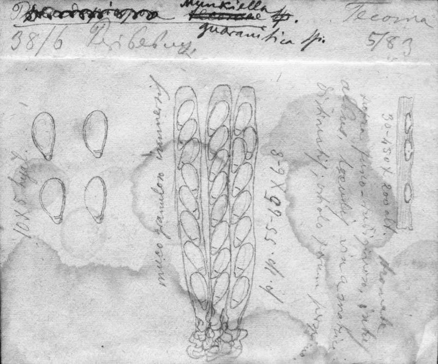dibujo de Munkiella guaranitica Speg.