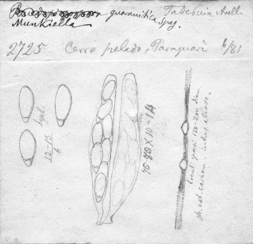 dibujo de Munkiella guaranitica var. major Speg.