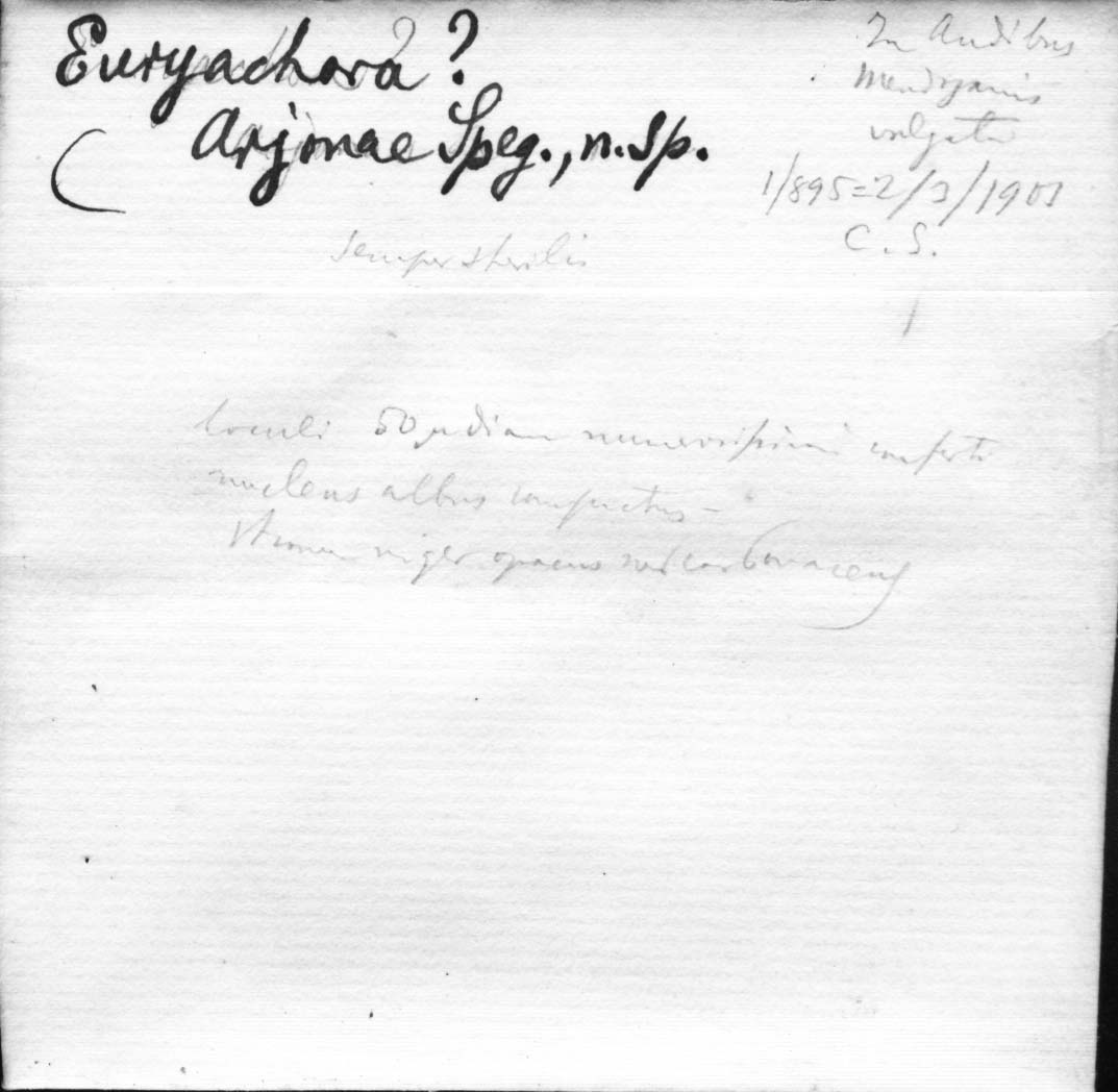 dibujo de Euryachora arjonae Speg.