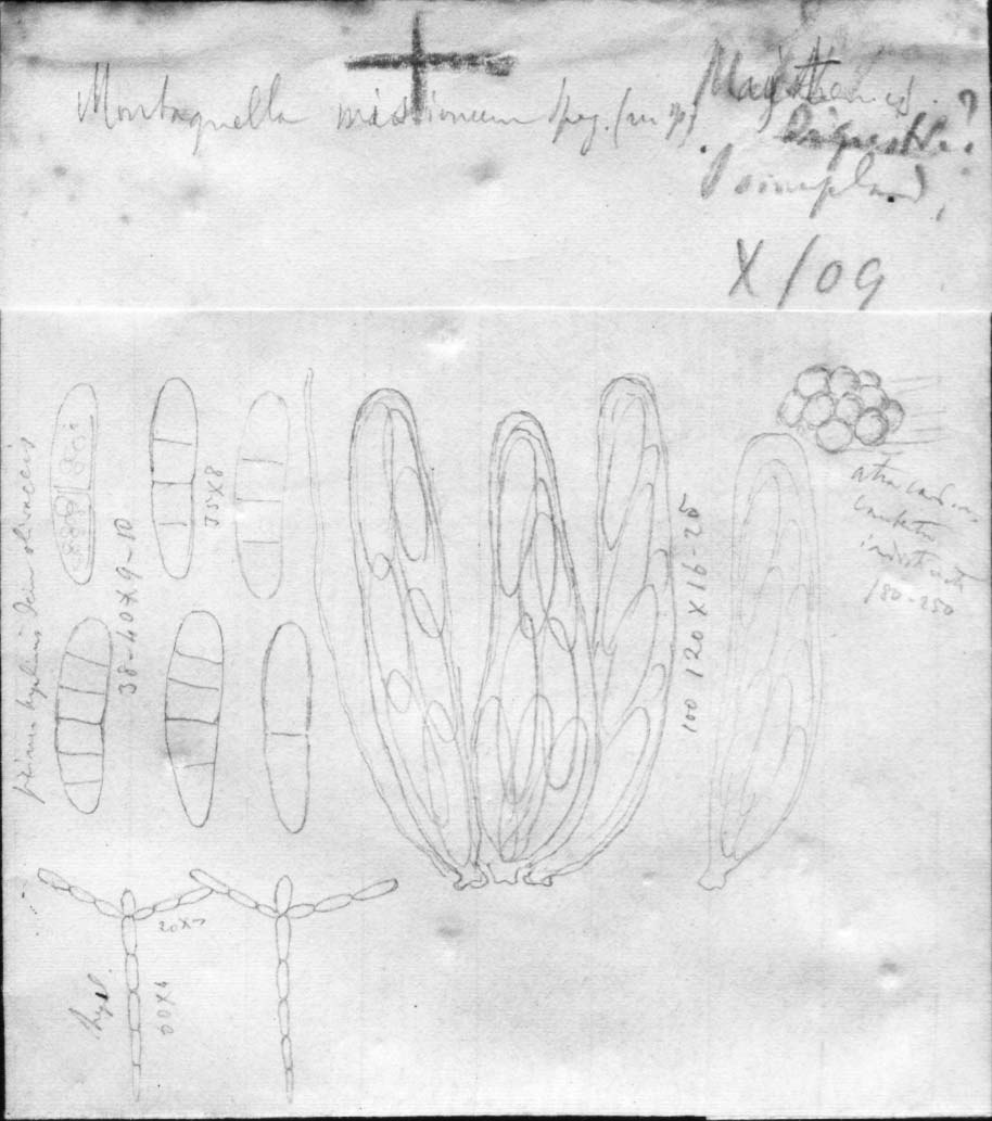 dibujo de Montagnella missionum Speg.