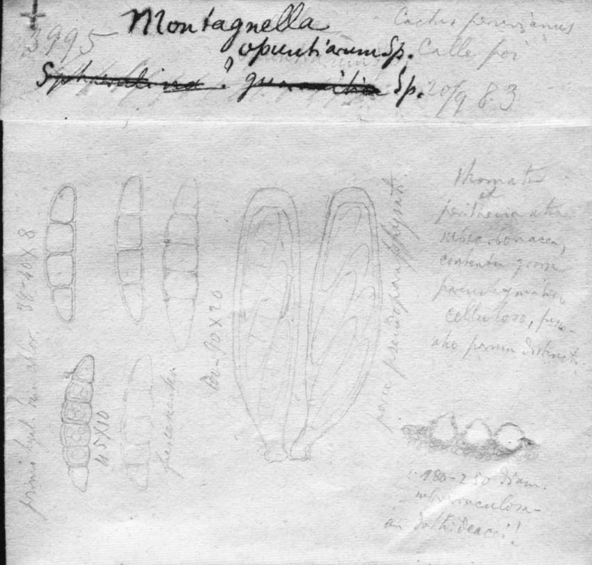 drawing of Montagnella opuntiarum Speg.