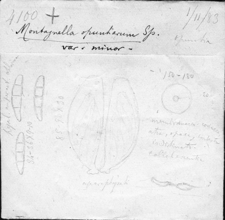 dibujo de Montagnella opuntiarum var. minor Speg.