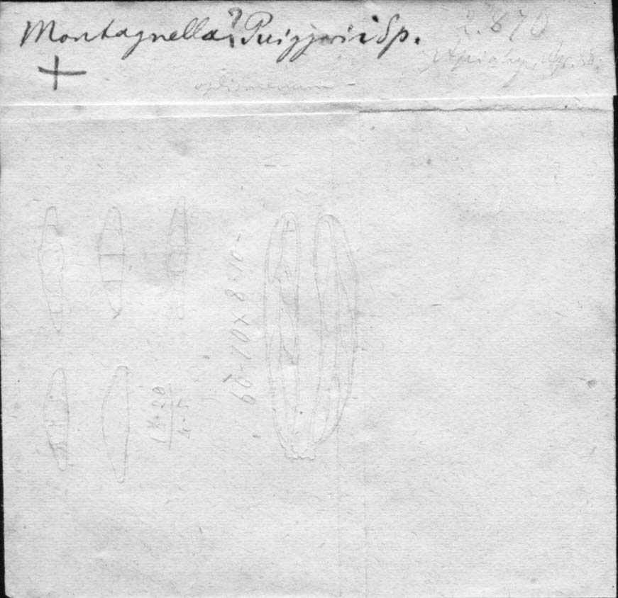 dibujo de Montagnella puiggarii Speg.