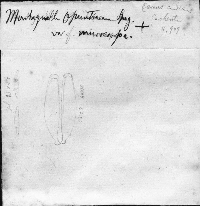dibujo de Montagnella opuntiarum var. microcarpa Speg.