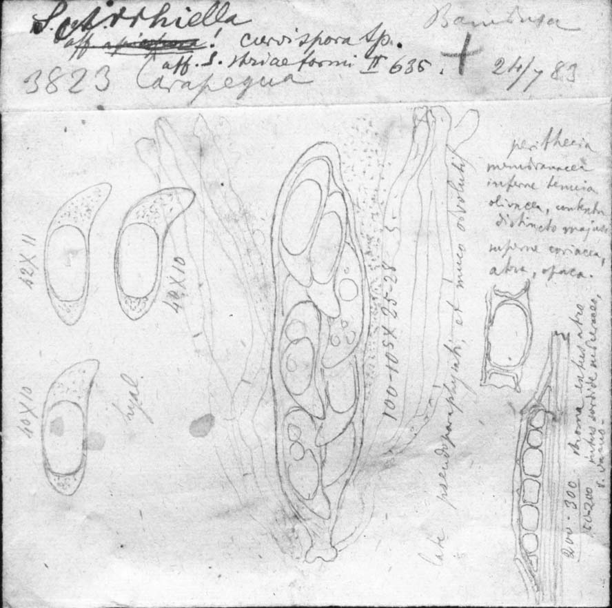 dibujo de Scirrhiella curvispora Speg.