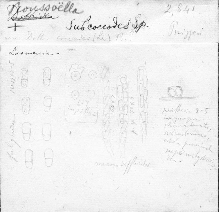 dibujo de Roussoella subcoccodes Speg.