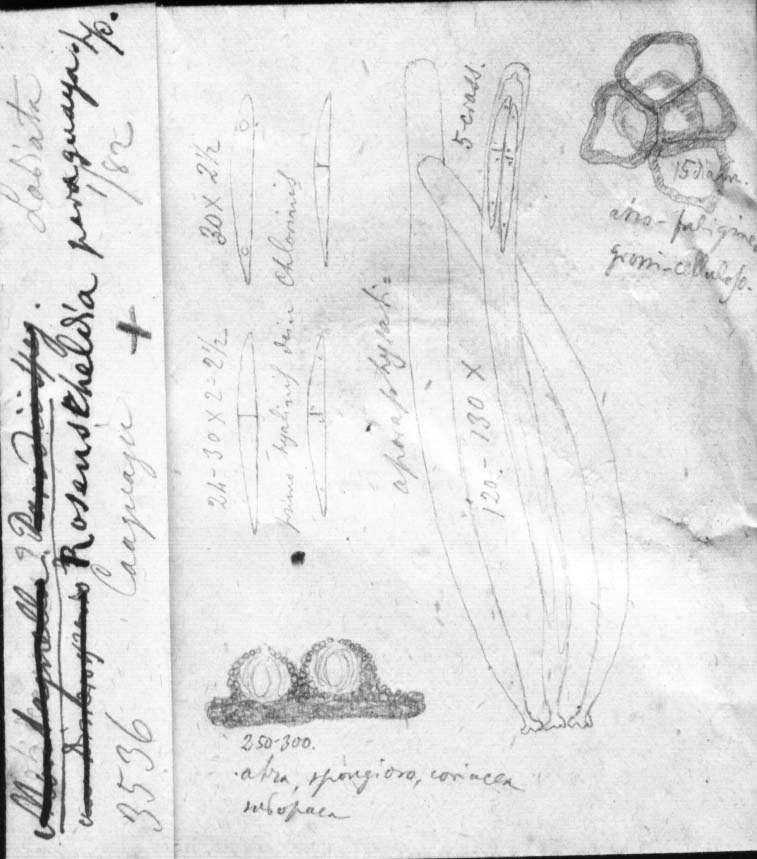 dibujo de Rosenscheldia paraguaya Speg.