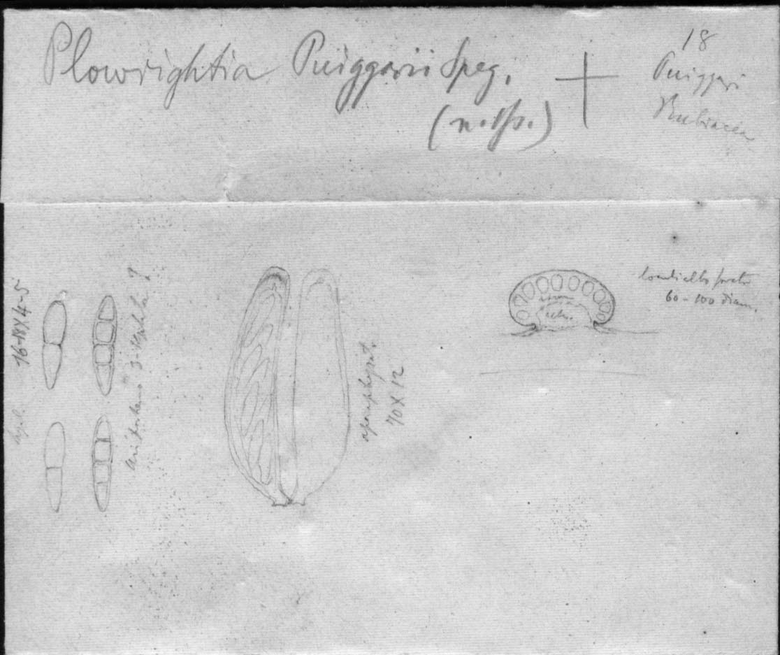 dibujo de Plowrightia puiggarii Speg.