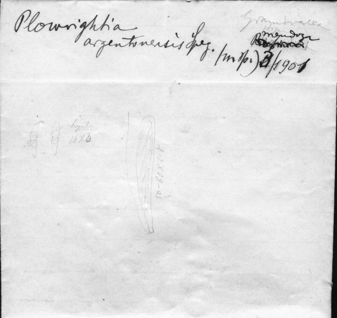 dibujo de Plowrightia argentinensis Speg.