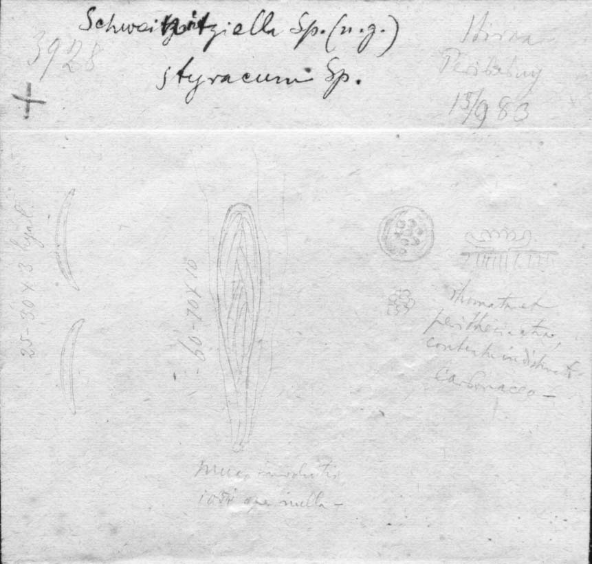 dibujo de Schweinitziella styracum Speg.