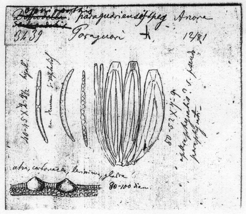 dibujo de Ophiodothis paraguariensis Speg.