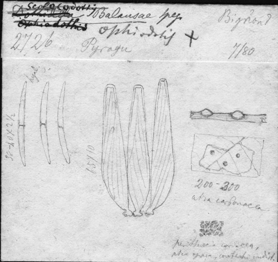 dibujo de Ophiodothis balansae Speg.
