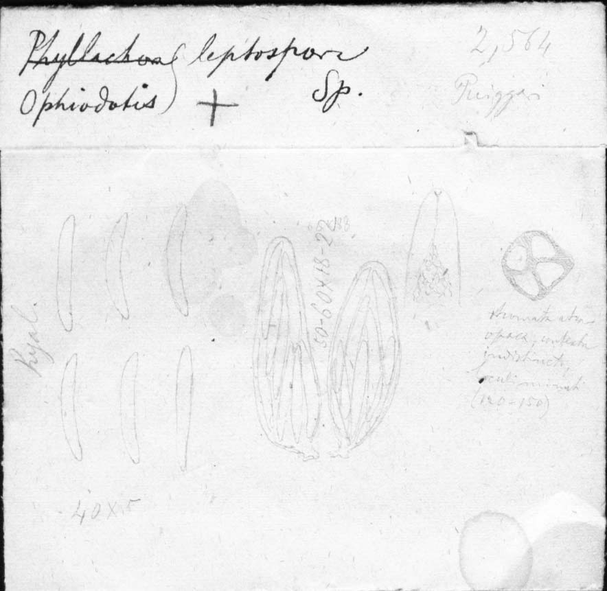 dibujo de Ophiodothis leptospora Speg.