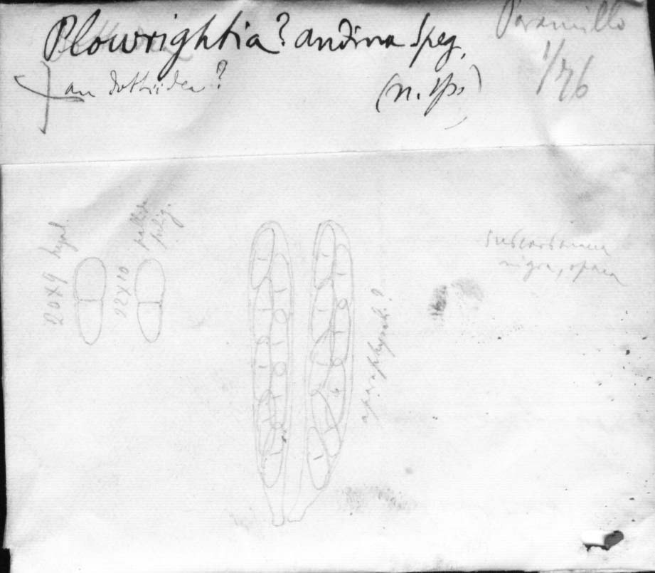 dibujo de Plowrightia andicola Speg.
