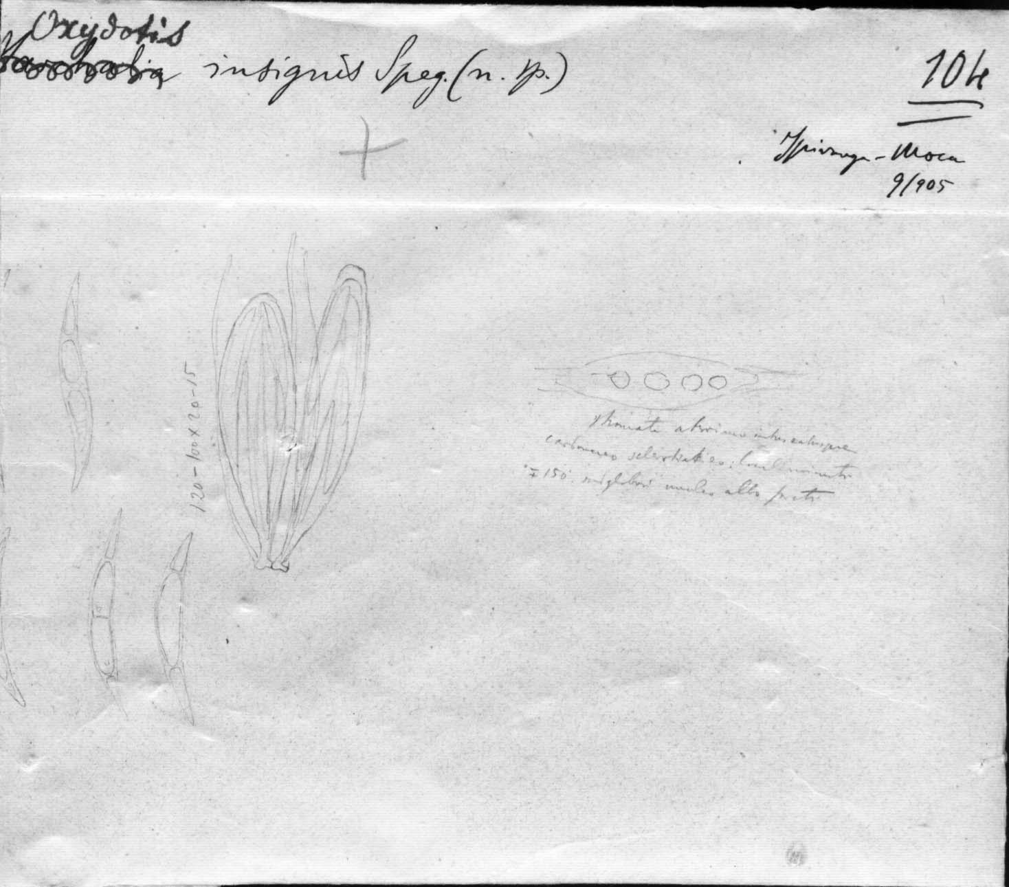 dibujo de Oxydothis insignis Speg.