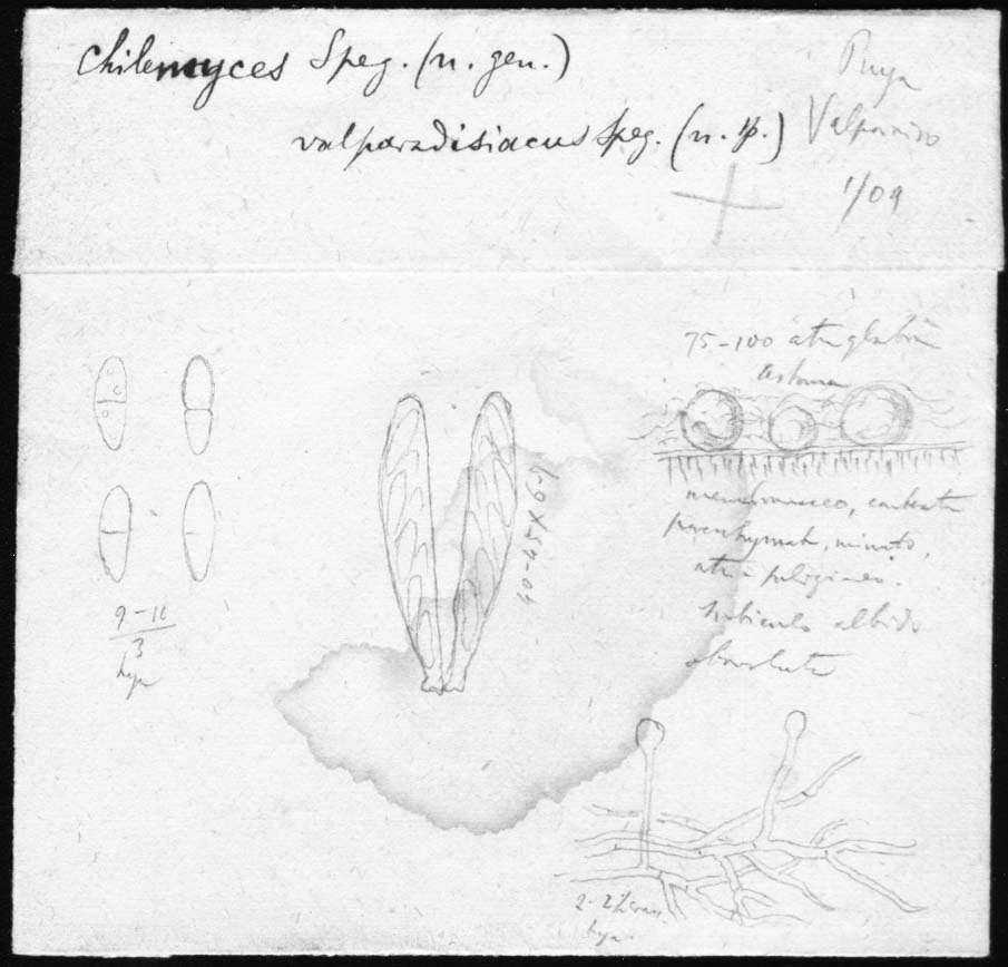 drawing of Chilemyces valparadisiacus Speg.