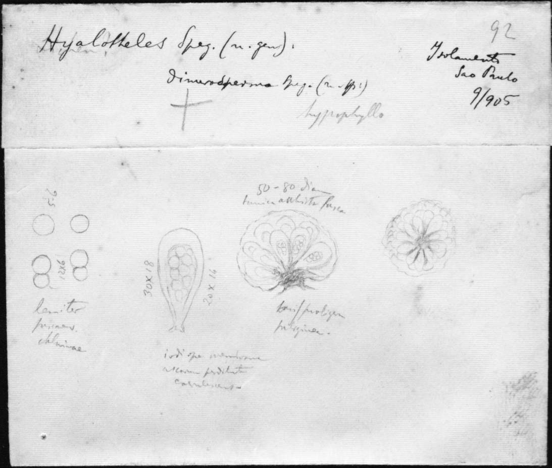 dibujo de Hyalotheles dimerosperma Speg.