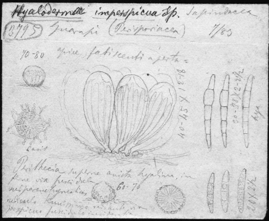 dibujo de Hyaloderma imperspicuum Speg.