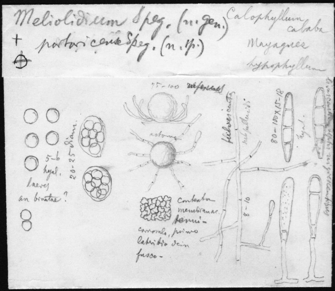 dibujo de Meliolidium portoricense Speg.