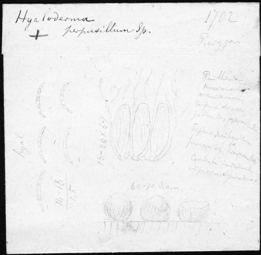 dibujo de Hyaloderma perpusillum Speg.