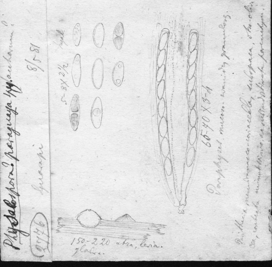 dibujo de Physalospora paraguaya Speg.