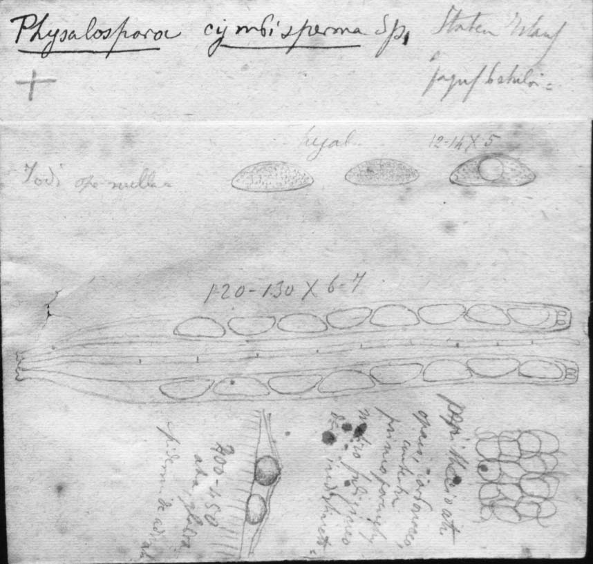 dibujo de Physalospora cymbisperma Speg.