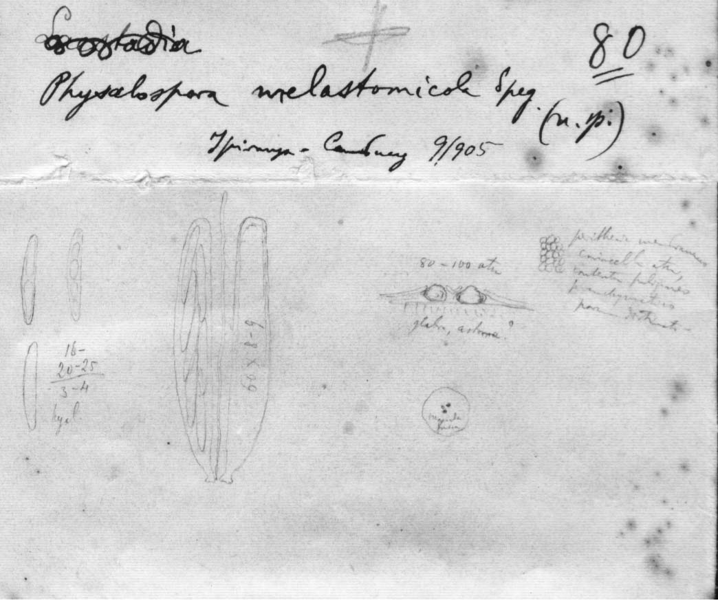 dibujo de Physalospora melastomicola Speg.